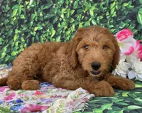 Zara, a female Miniature Goldendoodle for sale in Grabill, IN – Photo 2 of 4