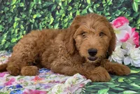 Zara, a female Miniature Goldendoodle for sale in Grabill, IN – Photo 3 of 4