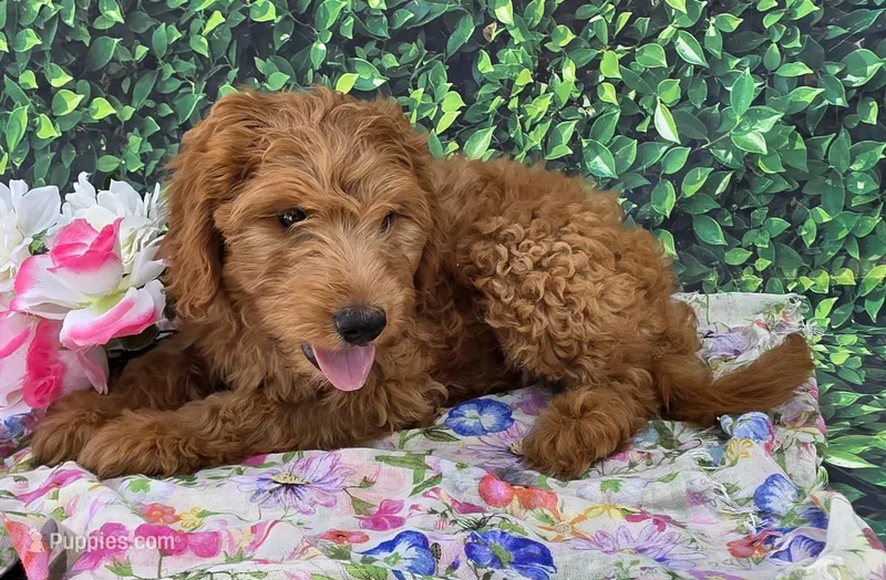 Zara, a female Miniature Goldendoodle for sale in Grabill, IN – Photo 1 of 4