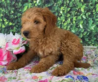 Zara, a female Miniature Goldendoodle for sale in Grabill, IN – Photo 4 of 4
