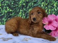 Shadow, a female Miniature Goldendoodle for sale in Grabill, IN – Photo 4 of 4