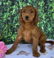 Shadow, a female Miniature Goldendoodle for sale in Grabill, IN – Photo 3 of 4