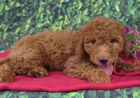 Robin, a female Miniature Goldendoodle for sale in Grabill, IN – Photo 4 of 4