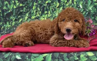 Robin, a female Miniature Goldendoodle for sale in Grabill, IN – Photo 1 of 4