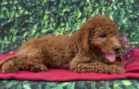 Robin, a female Miniature Goldendoodle for sale in Grabill, IN – Photo 2 of 4