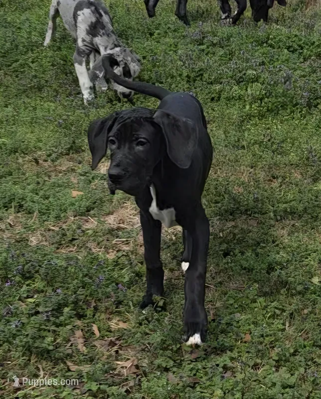 Luigi – Great Dane puppy for sale in Cumming, GA