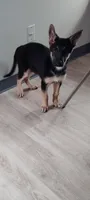 Genie, a female German Shepherd Dog for sale in Denver, CO – 4 of 5