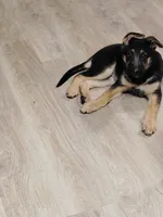 Genie, a female German Shepherd Dog for sale in Denver, CO – 2 of 5