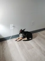 Genie, a female German Shepherd Dog for sale in Denver, CO – 5 of 5