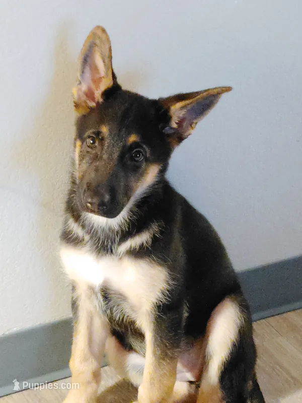 Genie – German Shepherd Dog puppy for sale in Denver, CO
