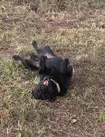 Rocky, a male Labrador Retriever for sale in Hurricane Mills, TN – 2 of 2