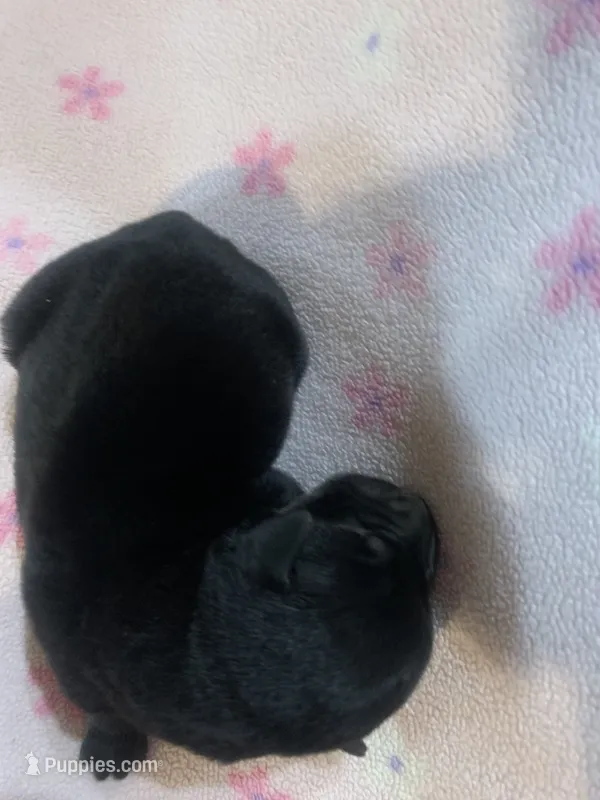 Bailey – Labrador Retriever puppy for sale in Hurricane Mills, TN