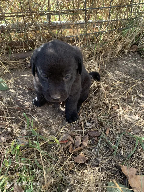Kirby – Labrador Retriever puppy for sale in Hurricane Mills, TN