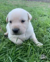 Crockett, a male Labrador Retriever for sale in Hurricane Mills, TN – Photo 3 of 3