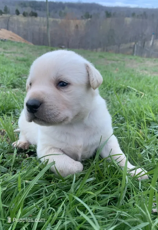 Crockett – Labrador Retriever puppy for sale in Hurricane Mills, TN
