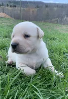 Crockett, a male Labrador Retriever for sale in Hurricane Mills, TN – Photo 1 of 3