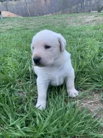 Crockett, a male Labrador Retriever for sale in Hurricane Mills, TN – Photo 2 of 3