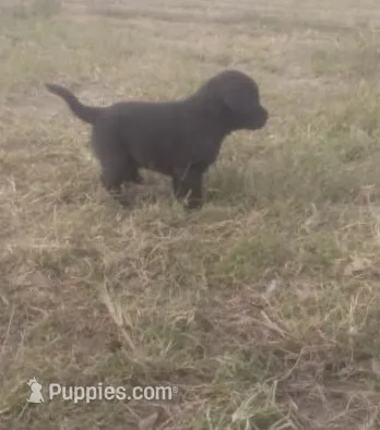 Duke – Labrador Retriever puppy for sale in Hurricane Mills, TN
