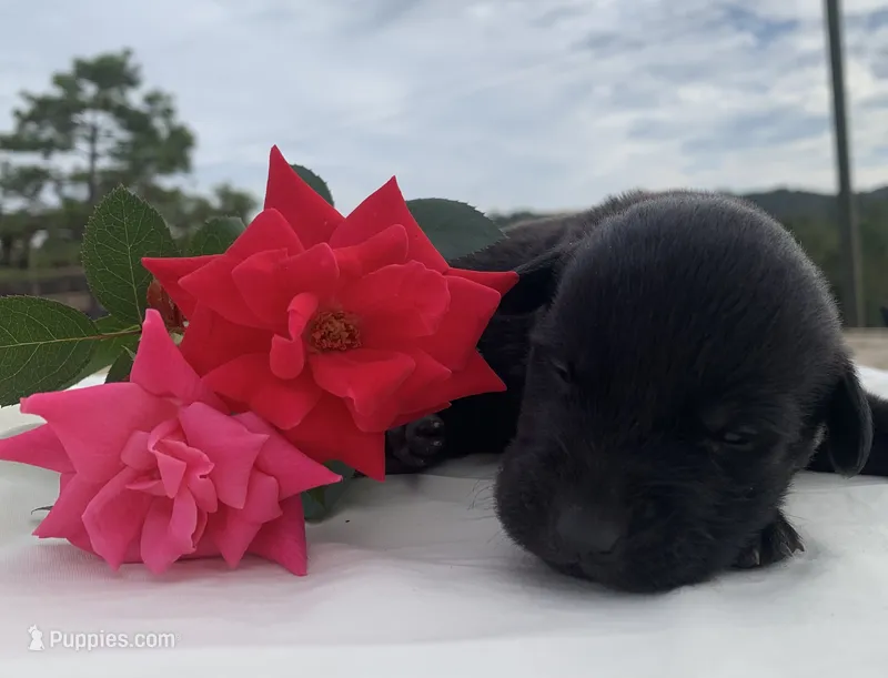 Kirby – Labrador Retriever puppy for sale in Hurricane Mills, TN
