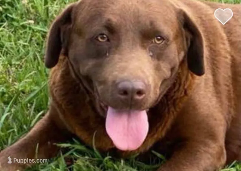 mocha – Labrador Retriever puppy for sale in Hurricane Mills, TN