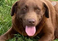 mocha, a female Labrador Retriever for sale in Hurricane Mills, TN – 1 of 2