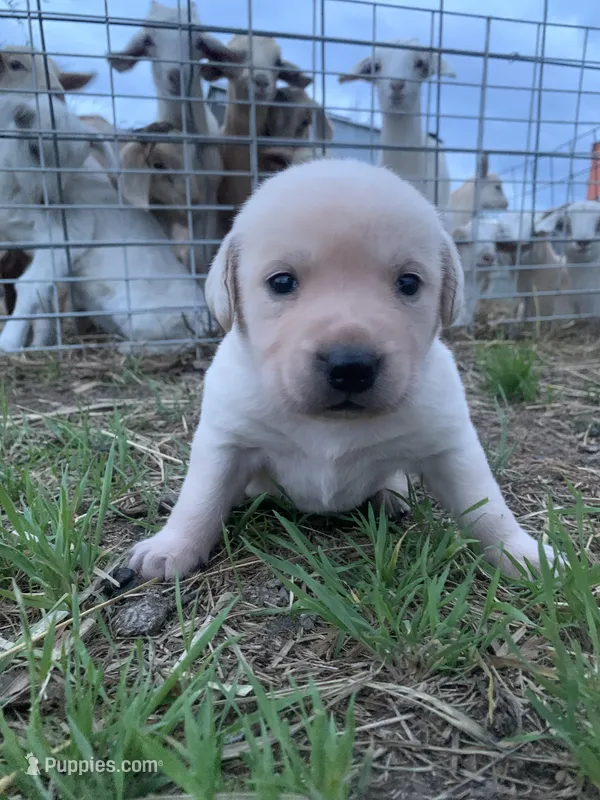 Daisy – Labrador Retriever puppy for sale in Hurricane Mills, TN