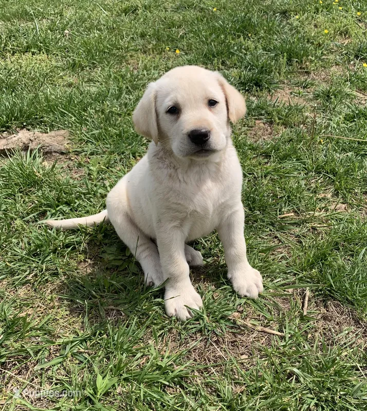 Daisy – Labrador Retriever puppy for sale in Hurricane Mills, TN