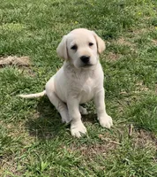 Daisy, a female Labrador Retriever for sale in Hurricane Mills, TN – Photo 1 of 4