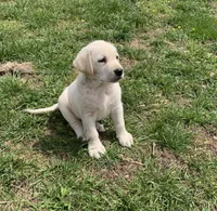 Daisy, a female Labrador Retriever for sale in Hurricane Mills, TN – Photo 2 of 4