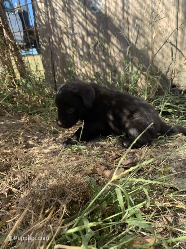 Duke – Labrador Retriever puppy for sale in Hurricane Mills, TN