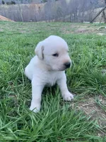 Gunner, a male Labrador Retriever for sale in Hurricane Mills, TN – Photo 3 of 3
