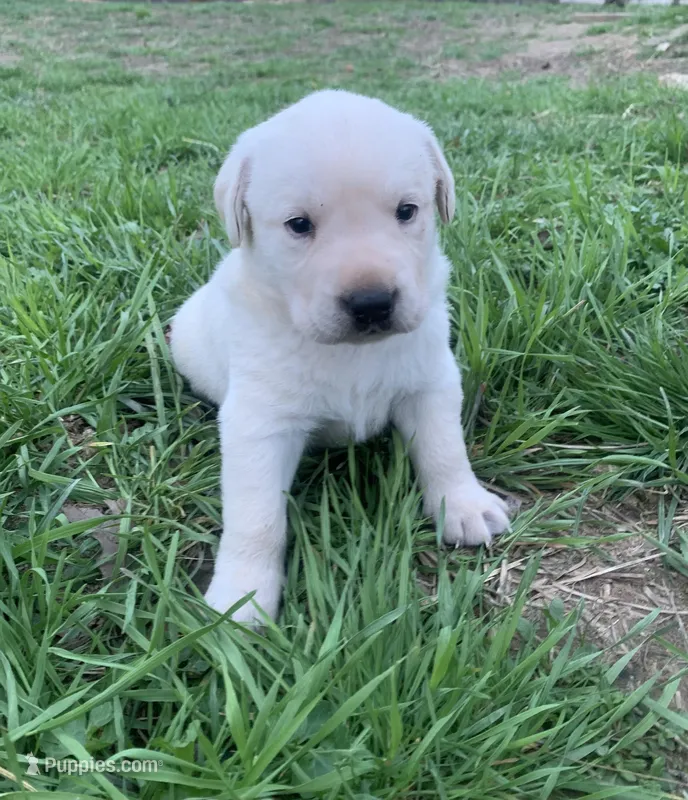 Gunner, a male Labrador Retriever for sale in Hurricane Mills, TN – Photo 1 of 3