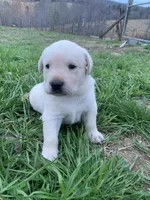 Gunner, a male Labrador Retriever for sale in Hurricane Mills, TN – Photo 2 of 3