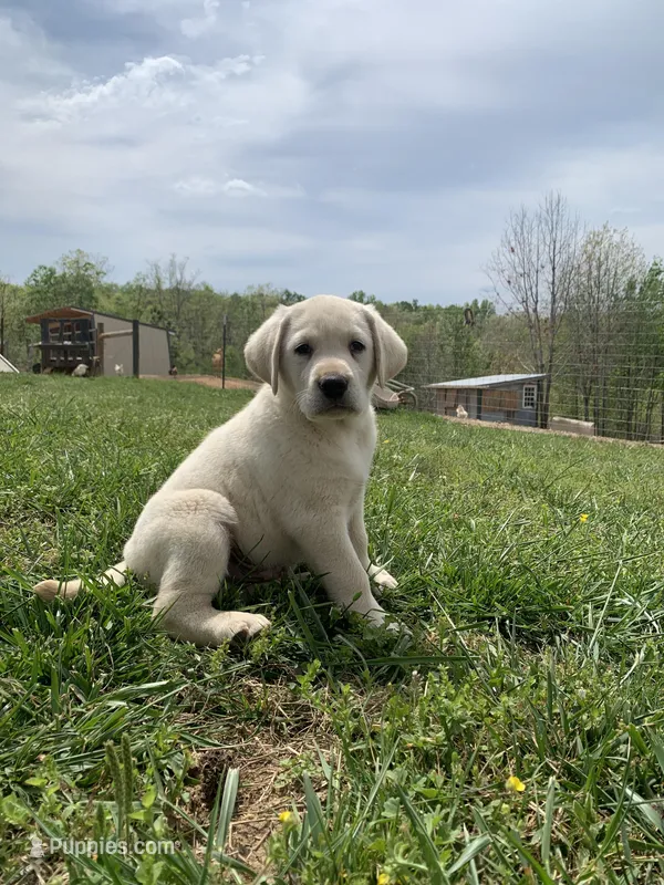 Gunner – Labrador Retriever puppy for sale in Hurricane Mills, TN