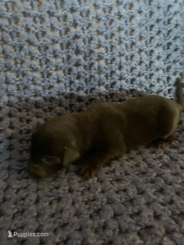 Kirby – Labrador Retriever puppy for sale in Hurricane Mills, TN