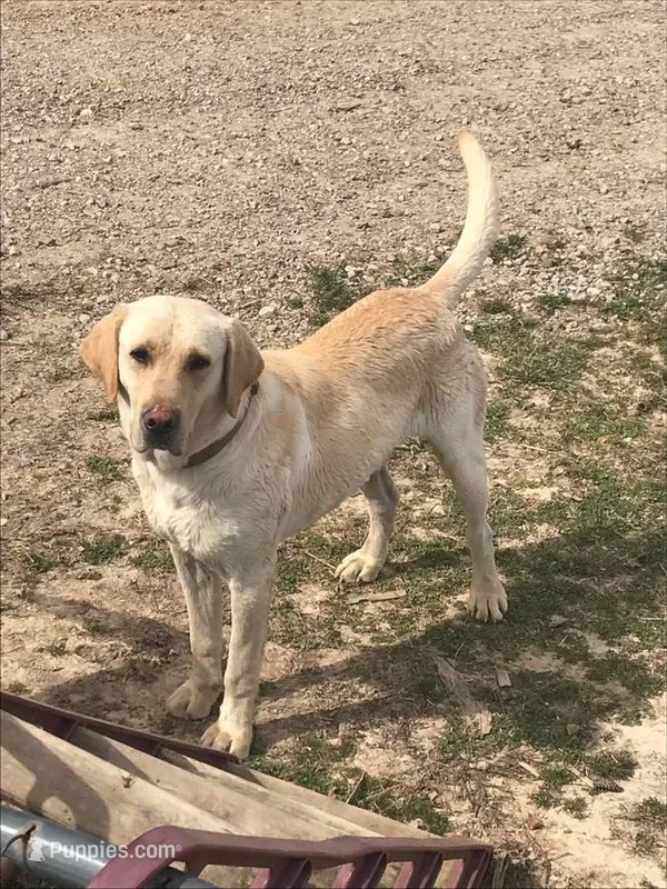 Buster – Labrador Retriever puppy for sale in Hurricane Mills, TN