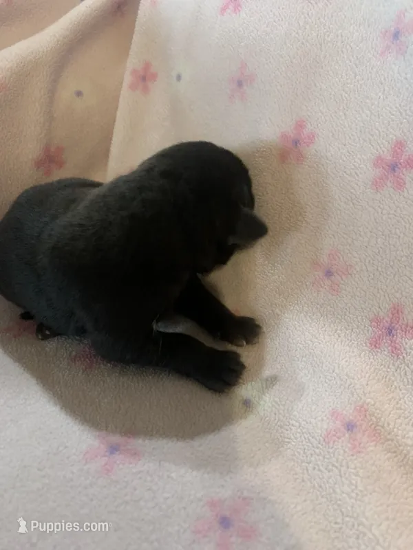 Daisy – Labrador Retriever puppy for sale in Hurricane Mills, TN