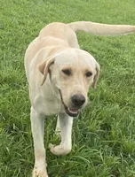 Buster, a male Labrador Retriever for sale in Hurricane Mills, TN – 2 of 2