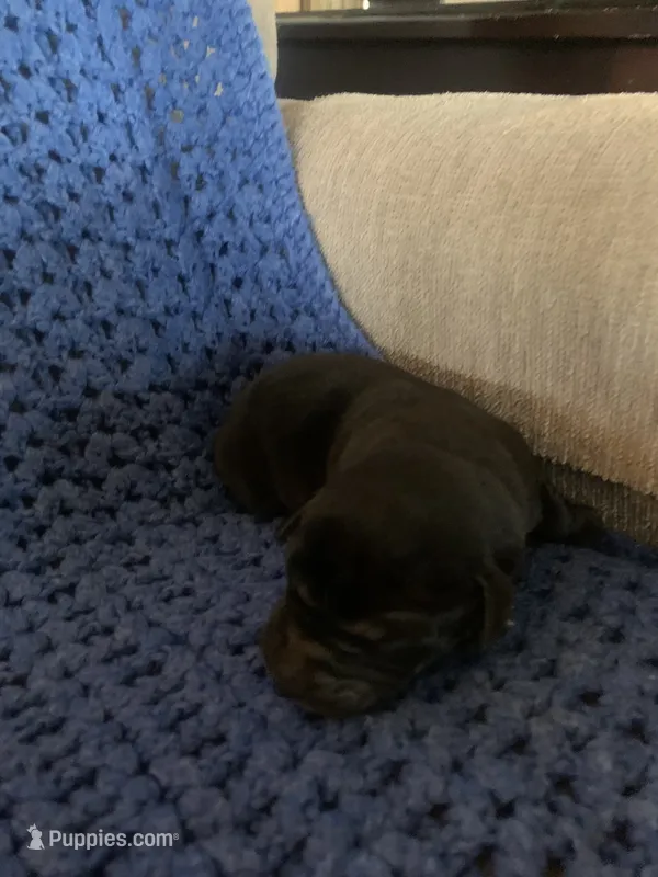 Duke – Labrador Retriever puppy for sale in Hurricane Mills, TN
