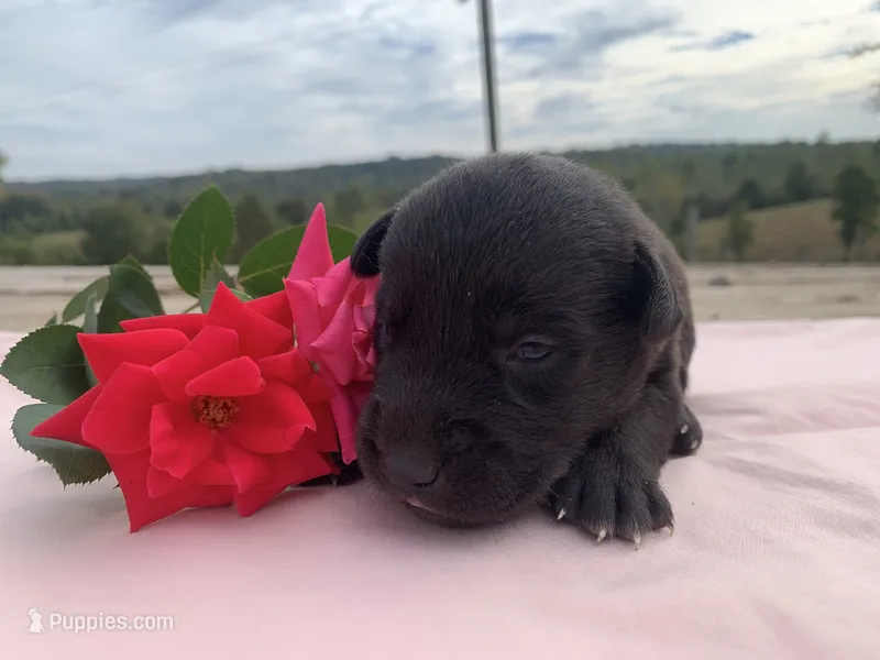 Layla – Labrador Retriever puppy for sale in Hurricane Mills, TN