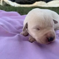 Hazel , a female Labrador Retriever for sale in Hurricane Mills, TN – Photo 5 of 5
