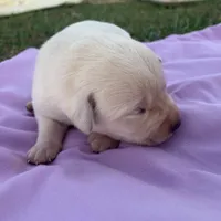 Hazel , a female Labrador Retriever for sale in Hurricane Mills, TN – Photo 4 of 5