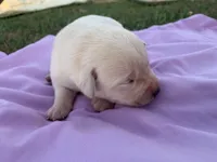 Hazel , a female Labrador Retriever for sale in Hurricane Mills, TN – Photo 6 of 6