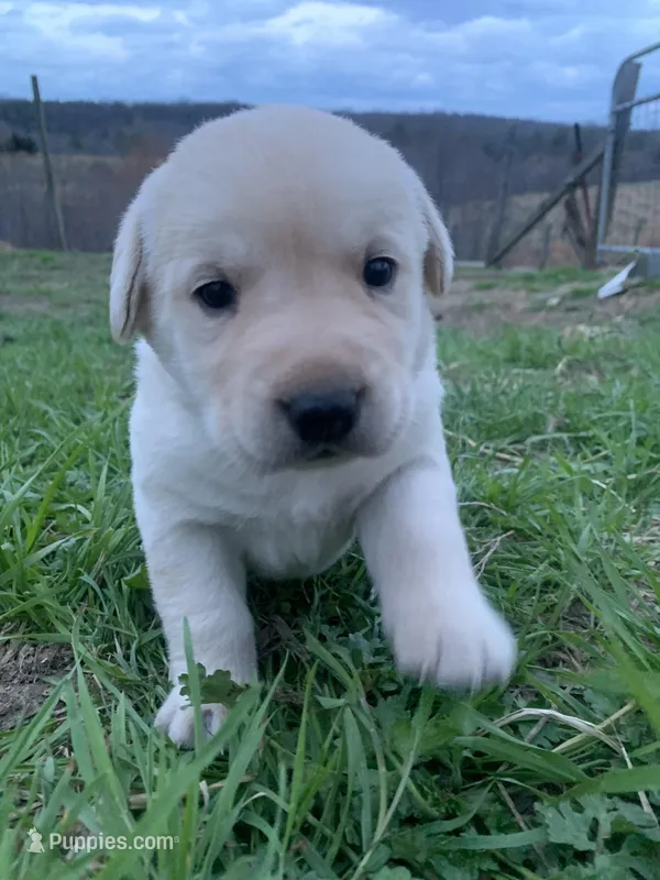 Hazel  – Labrador Retriever puppy for sale in Hurricane Mills, TN