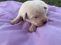 Hazel , a female Labrador Retriever for sale in Hurricane Mills, TN – Photo 5 of 6