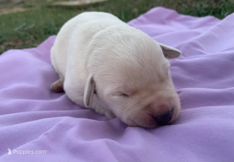 Hazel , a female Labrador Retriever for sale in Hurricane Mills, TN – Photo 1 of 6