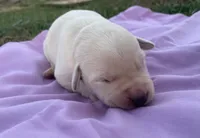 Hazel , a female Labrador Retriever for sale in Hurricane Mills, TN – Photo 1 of 6