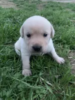 Hazel , a female Labrador Retriever for sale in Hurricane Mills, TN – Photo 3 of 5