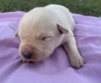 Hazel , a female Labrador Retriever for sale in Hurricane Mills, TN – Photo 3 of 6