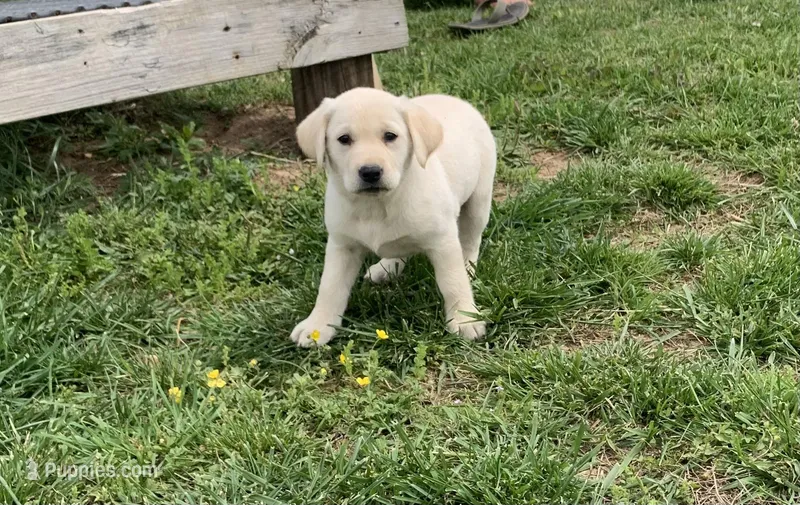 Hazel  – Labrador Retriever puppy for sale in Hurricane Mills, TN